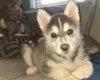Pomsky