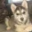 Pomsky