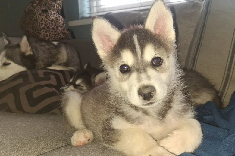 Pomsky
