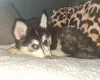 Pomsky