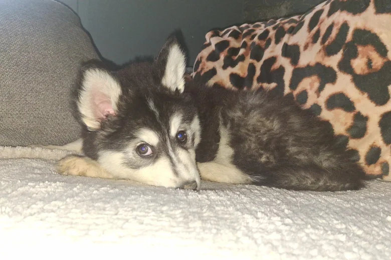 Pomsky