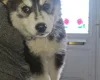 Pomsky