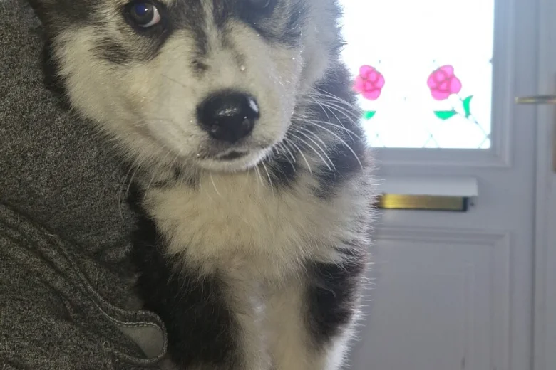 Pomsky