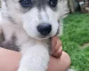 Pomsky