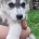 Pomsky