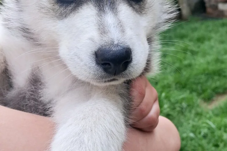 Pomsky