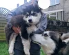 Pomsky