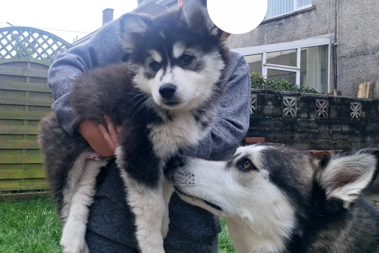 Pomsky