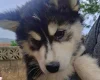 Pomsky