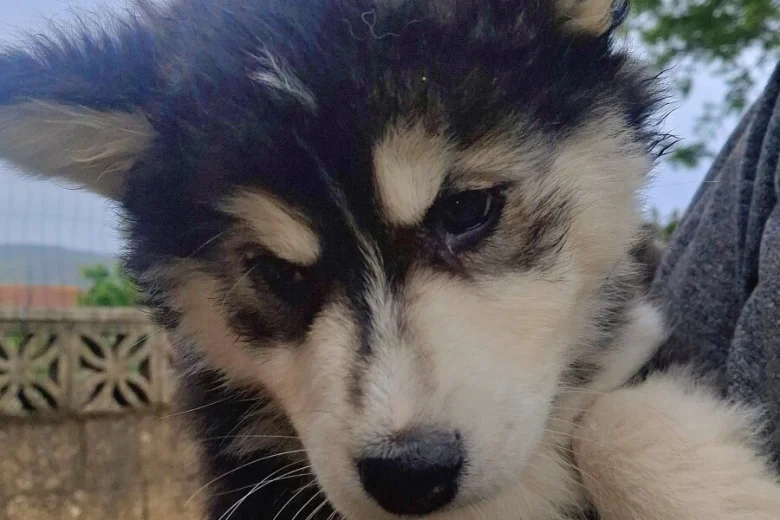 Pomsky