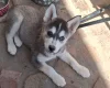 Pomsky