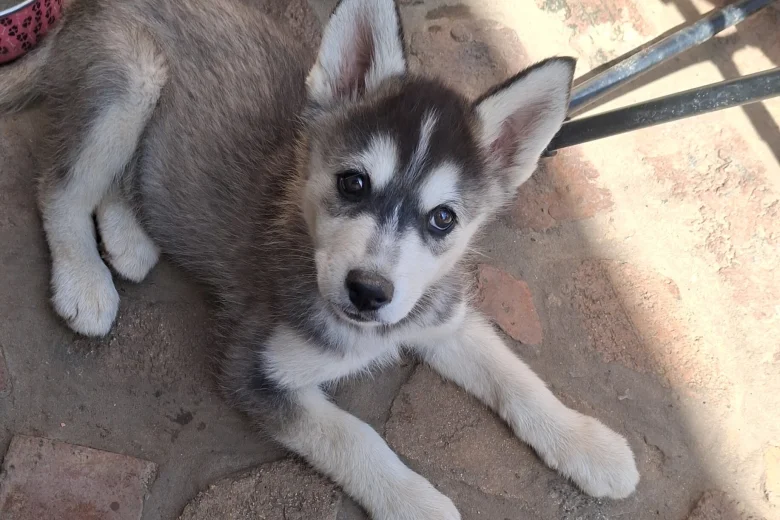 Pomsky