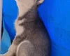 Pomsky