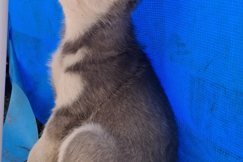 Pomsky