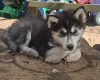 Pomsky