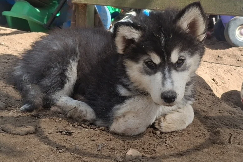 Pomsky