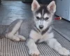 Pomsky