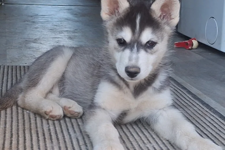 Pomsky
