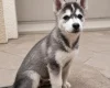 Pomsky
