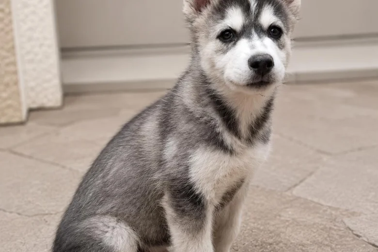 Pomsky