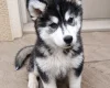 Pomsky