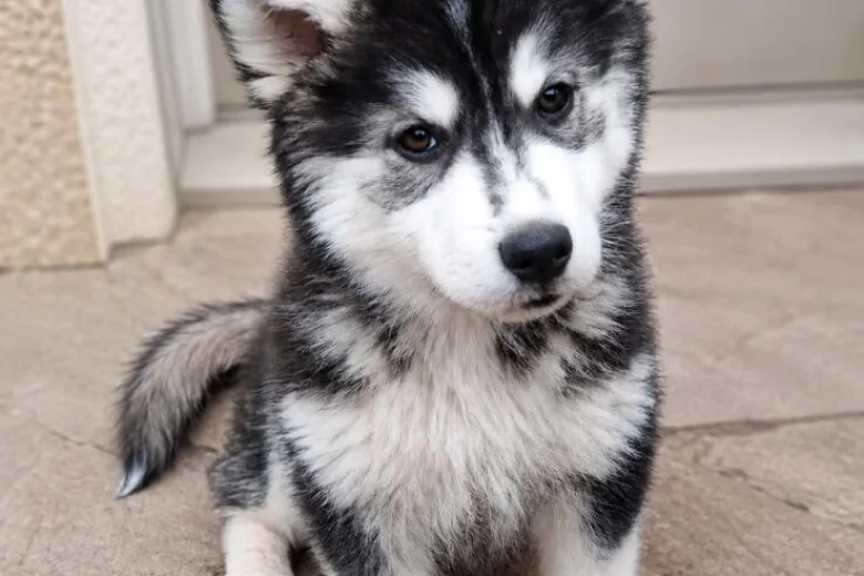 Pomsky