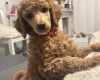 Poodle