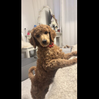 Poodle
