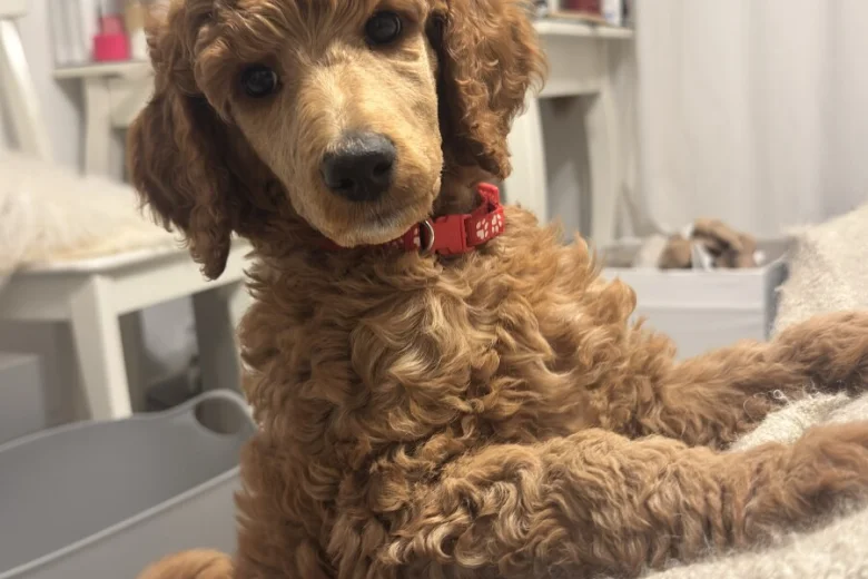 Poodle