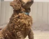 Poodle