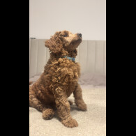 Poodle