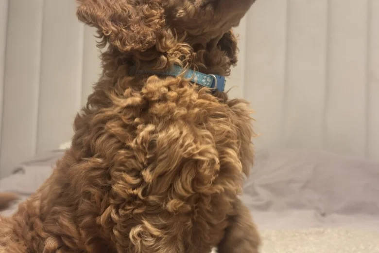 Poodle