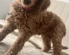 Poodle