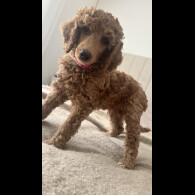 Poodle