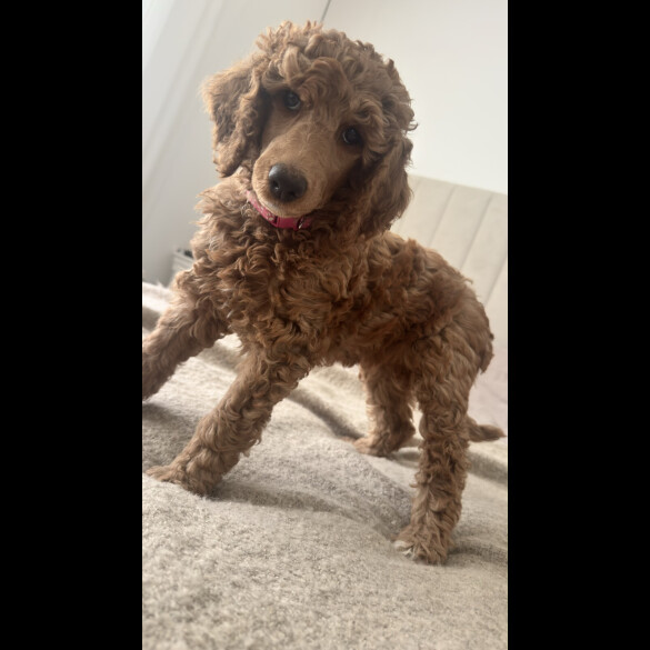 Poodle