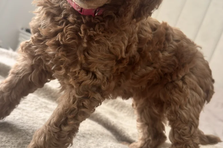 Poodle