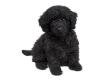 Poodle