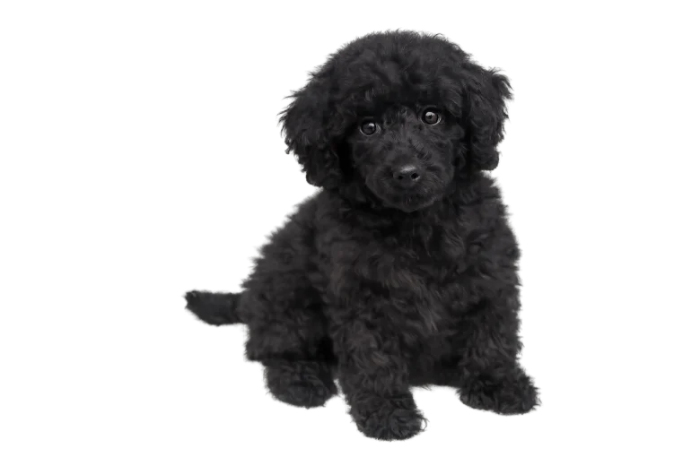 Poodle