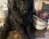 Poodle