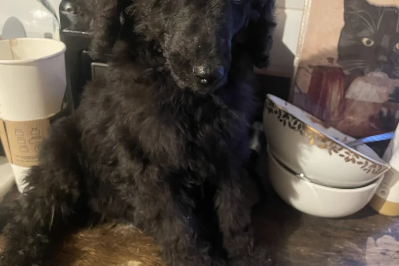 Poodle