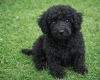 Poodle