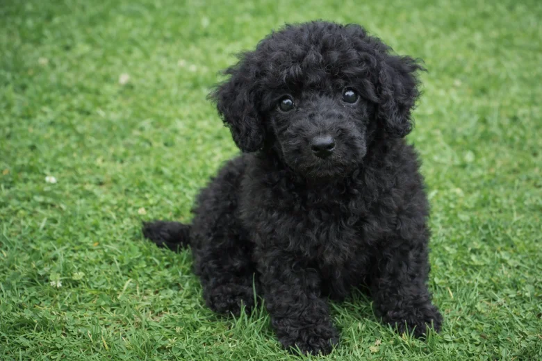 Poodle