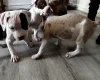 American Bulldog