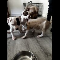 American Bulldog