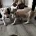 American Bulldog