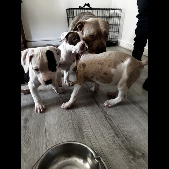 American Bulldog