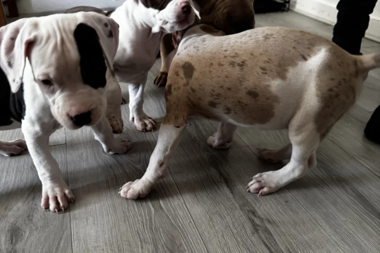 American Bulldog