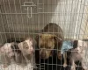 American Bulldog