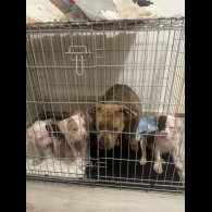 American Bulldog