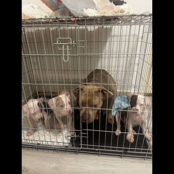 American Bulldog